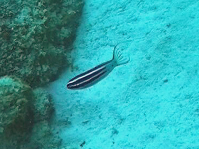 Hairtail FangBlenny